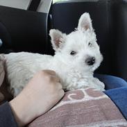 West highland white terrier Pepsi Max