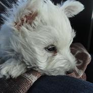 West highland white terrier Pepsi Max