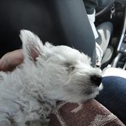 West highland white terrier Pepsi Max