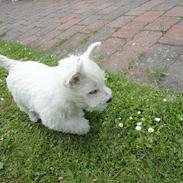 West highland white terrier Pepsi Max