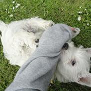 West highland white terrier Pepsi Max