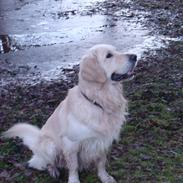 Golden retriever Hot news The saint/ Valdemar