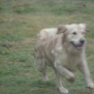 Golden retriever Hot news The saint/ Valdemar