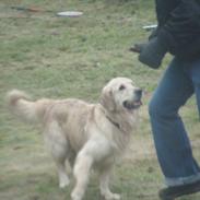 Golden retriever Hot news The saint/ Valdemar