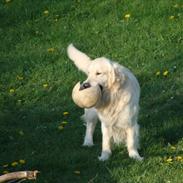 Golden retriever Hot news The saint/ Valdemar