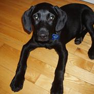 Labrador retriever Balder  R. I. P. :'(