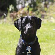 Labrador retriever Balder  R. I. P. :'(