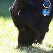 Labrador retriever Balder  R. I. P. :'(