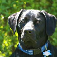 Labrador retriever Balder  R. I. P. :'(