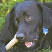 Labrador retriever Balder  R. I. P. :'(