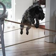 Cocker spaniel | Smila