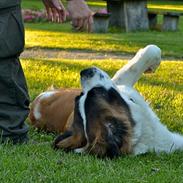 Sankt bernhardshund Newton 