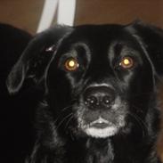 Labrador retriever Malu *-: