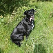 Labrador retriever Malu *-: