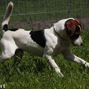 Parson russell terrier Stormy Wight's Azurno