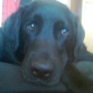 Labrador retriever Elvis