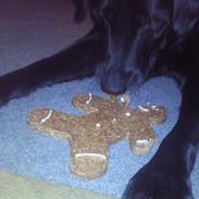 Labrador retriever Elvis