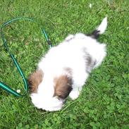 Lhasa apso Poldi