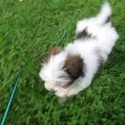Lhasa apso Poldi