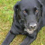 Labrador retriever Laika