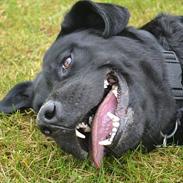 Labrador retriever Laika