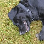 Labrador retriever Laika