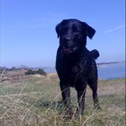 Labrador retriever Laika