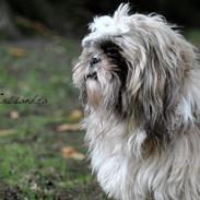 Shih tzu Taybes Laban