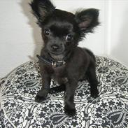 Chihuahua Bella 
