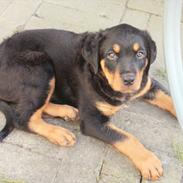 Rottweiler Enzo