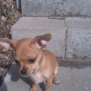 Chihuahua DAISY