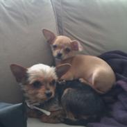 Chihuahua DAISY