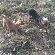 Chihuahua DAISY