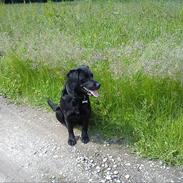 Labrador retriever Laika