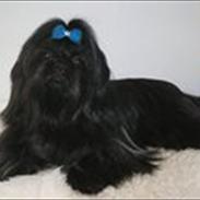 Shih tzu CHRIS KOBRA