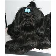 Shih tzu CHRIS KOBRA