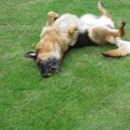 Schæferhund Studsdal Ulme