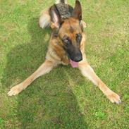 Schæferhund Studsdal Ulme