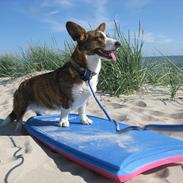 Welsh corgi cardigan Klunte