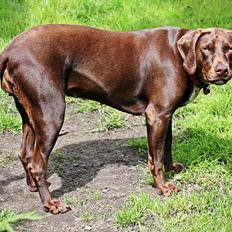 Blanding af racer zenta