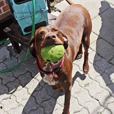 Blanding af racer zenta