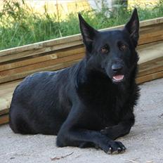 Schæferhund Diddie Von Tjarnshaget