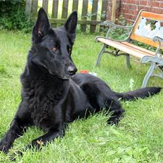 Schæferhund Diddie Von Tjarnshaget