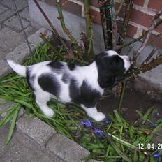 Field Trial spaniel Sif