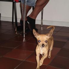 Chihuahua Loui