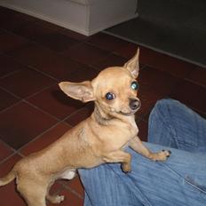 Chihuahua Loui