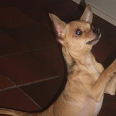 Chihuahua Loui
