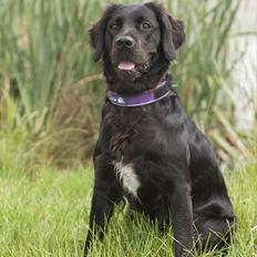 Blanding af racer Molly (lab/kleinermünster