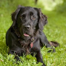 Blanding af racer Molly (lab/kleinermünster