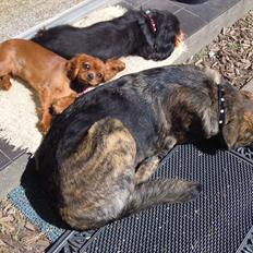 Cavalier king charles spaniel Cikca